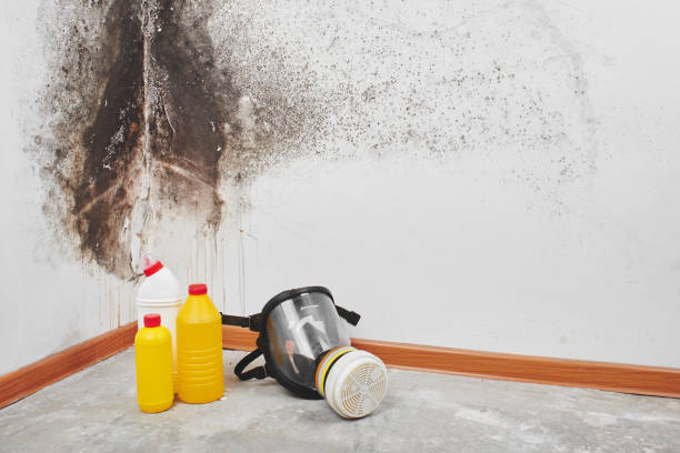 Home Mold Removal in Ironwood, MI