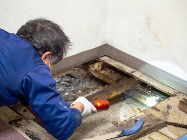 Best Mold Remediation Services  in Ironwood, MI
