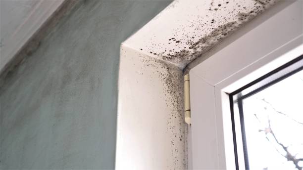 Best Professional Mold Removal  in Ironwood, MI