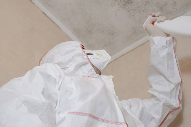 Best Attic Mold Removal  in Ironwood, MI