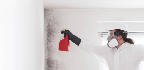 Best Local Mold Removal Service  in Ironwood, MI