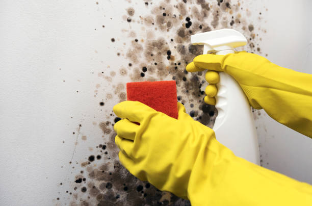 Best Mold Removal Company Near Me  in Ironwood, MI