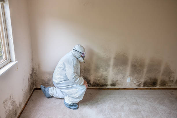 Mold Testing and Removal in Ironwood, MI