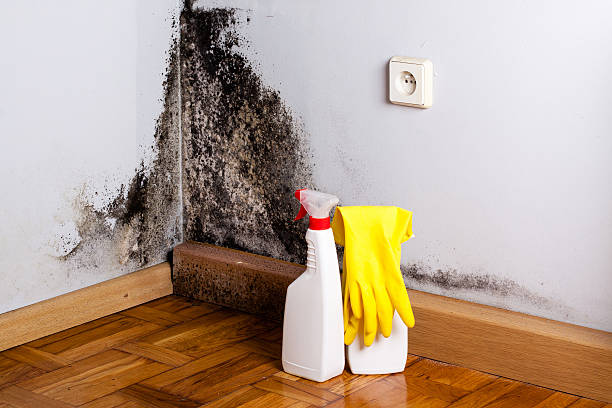 Best Mold Removal Near Me  in Ironwood, MI