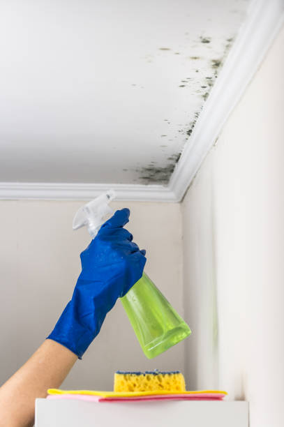 Best Emergency Mold Removal  in Ironwood, MI